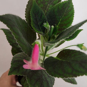 희귀)꽃피는코레리아) 리사