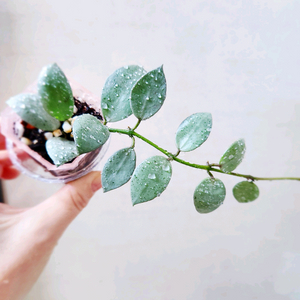 호야라쿠노사 민트코인