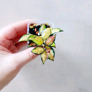 호야라쿠노사 미도리