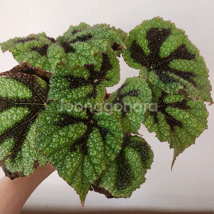 희귀베고니아.맛소니아나 대품.실습--0