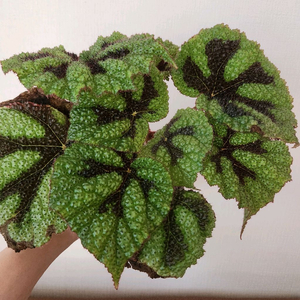 희귀베고니아.맛소니아나 대품.실습