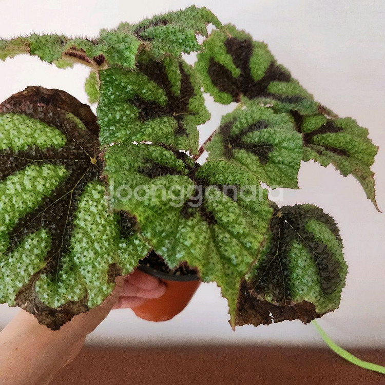 희귀베고니아.맛소니아나 대품.실습--1