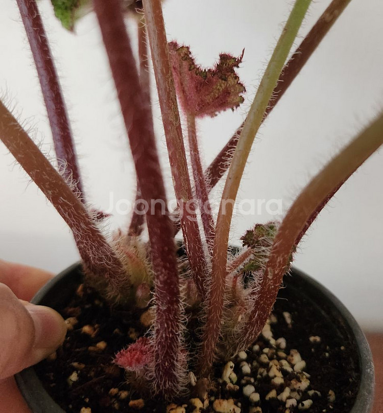 희귀베고니아.맛소니아나 대품.실습--2