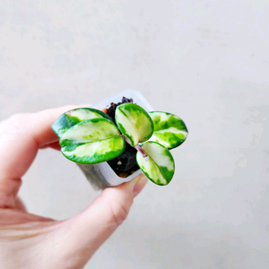 호야라쿠노사 마틸드 바리에가타