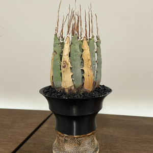 아가베 다육식물 우타헨시스 야생 판매 agave 괴근 식물