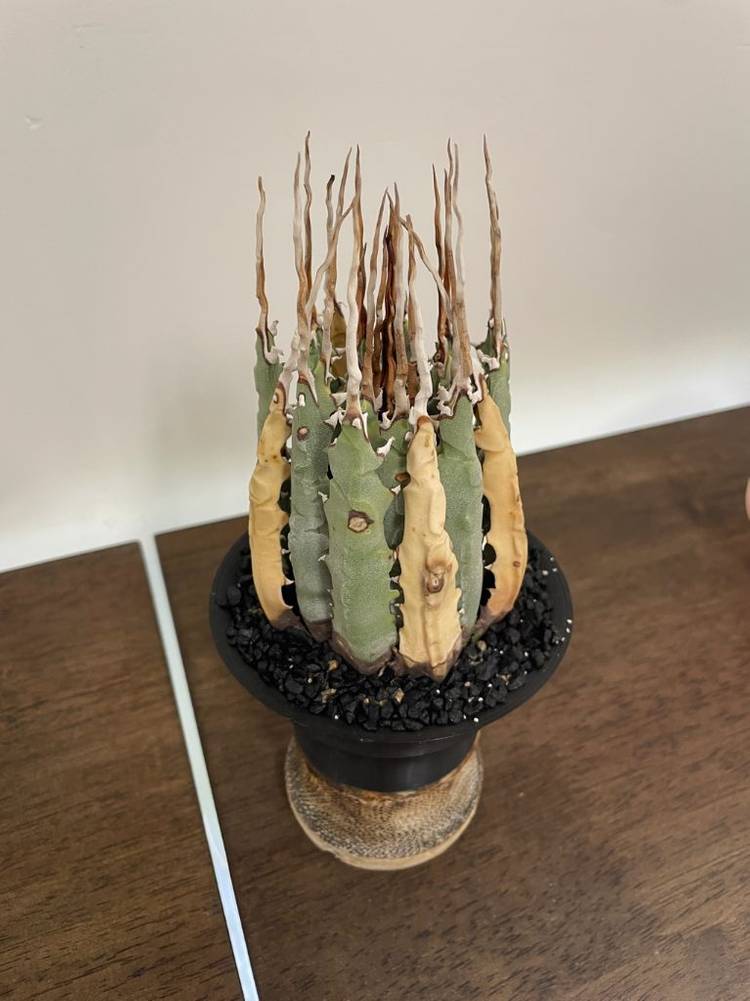 아가베 다육식물 우타헨시스 야생 판매 agave 괴근 식물--1