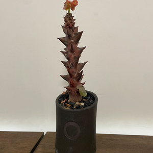 베이셀리아 멕시카나 판매 괴근 식물