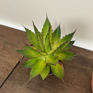 아가베 호리다 판매 agave horrida 괴근 식물