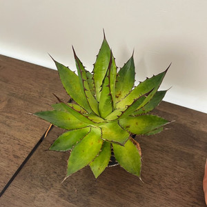 아가베 호리다 판매 agave horrida 괴근 식물