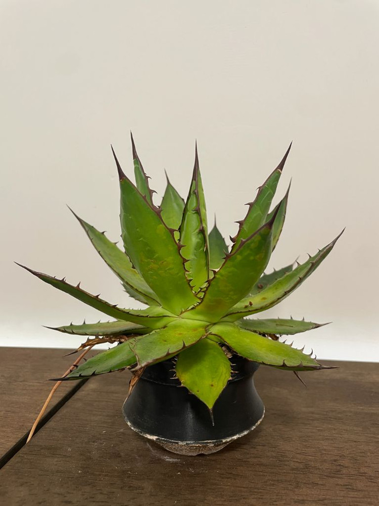 아가베 호리다 판매 agave horrida 괴근 식물--1