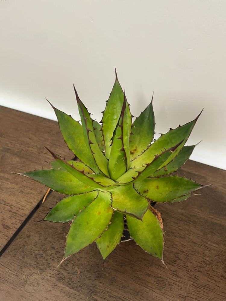 아가베 호리다 판매 agave horrida 괴근 식물--2