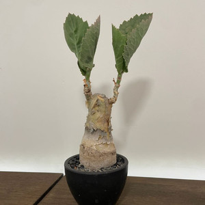 시포스템마 주테 판매 싸이포스템마 쥬테 괴근 식물