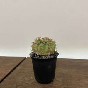 밧데리 선인장 판매 짐노칼리시움 괴근 식물