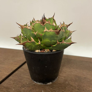 아가베 드워프 판매 agave dwarf titanota 괴근식물