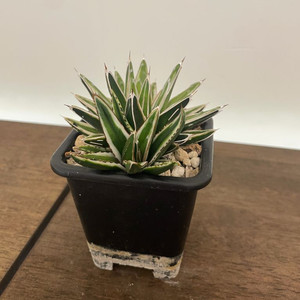 아가베 빙산 자구 판매 agave 금 괴근 식물