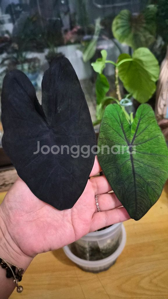 콜로카시아 블랙매직--0