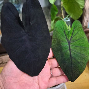 콜로카시아 블랙매직