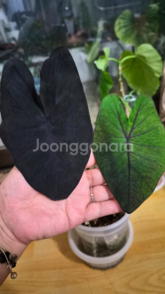 콜로카시아 블랙매직--1