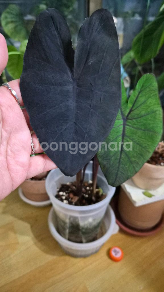 콜로카시아 블랙매직--2