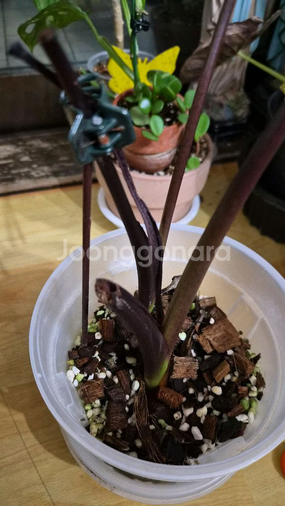 콜로카시아 블랙매직--3