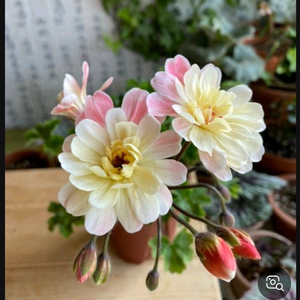 제라늄/라라마조리