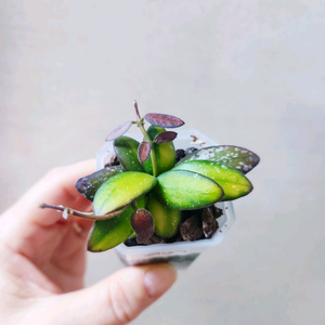 호야Vl9바리에가타