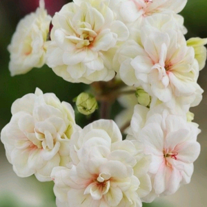 제라늄 4종 러시아,U그루쉔카,TA마르셜,로얄브라이드,셀레나에르샤