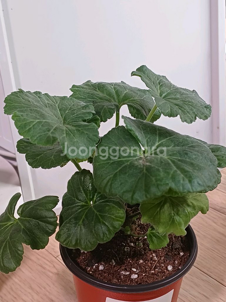 제라늄 화분 심베르니사지(가격인하)--0