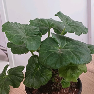 제라늄 화분 심베르니사지