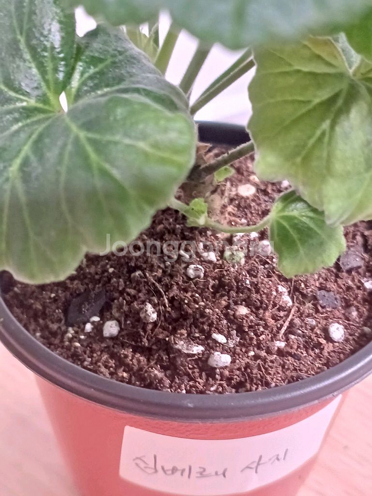 제라늄 화분 심베르니사지(가격인하)--1