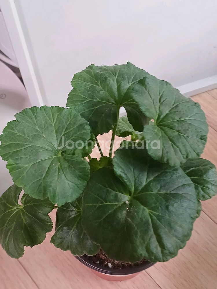 제라늄 화분 심베르니사지(가격인하)--2