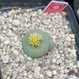 코노피튬 파가에 sp