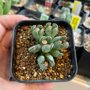 코노피튬 둥근귀 각빌로붐 군생 (식물)