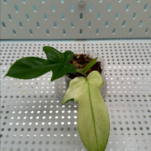 필로덴드론 플로리다뷰티 고스트 민트