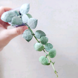 호야라쿠노사 민트코인