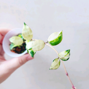 호야라쿠노사 미나라