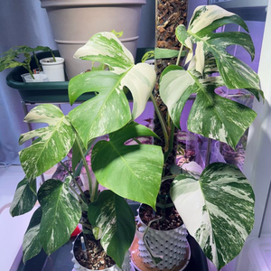 무늬좋은 몬스테라 알보