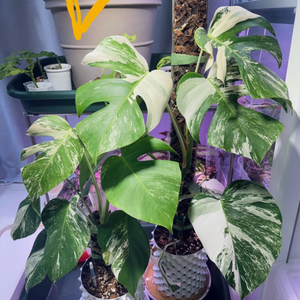 몬스테라 알보 6장 작은크기(찢잎o)