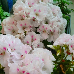 솔베이그,모나리자바이스,좋을소풍