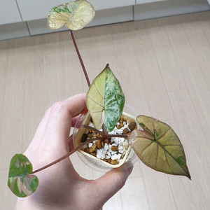 알로카시아 플럼배 바리에가타