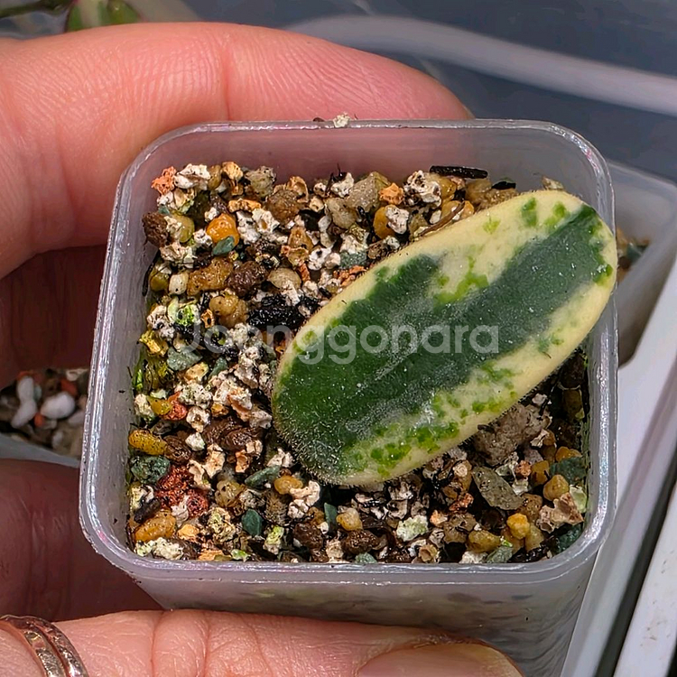 호야 리프리즘산반 (알로x안스x)--0