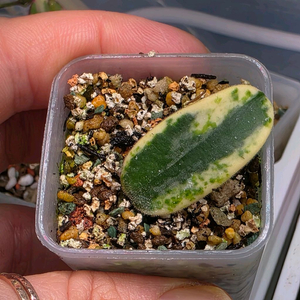 호야 리프리즘산반 (알로x안스x)