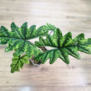 알로카시아 미스틱 바리에가타