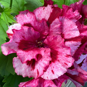 리갈 제라늄 라즈베리서프라이즈