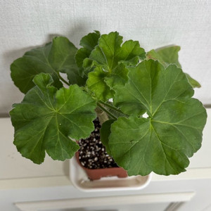 메이데이 제라늄 (식물의사생활님)