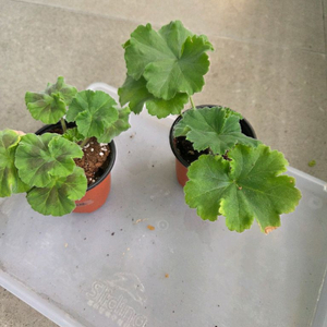 시크그랑프리외1종(제라늄)