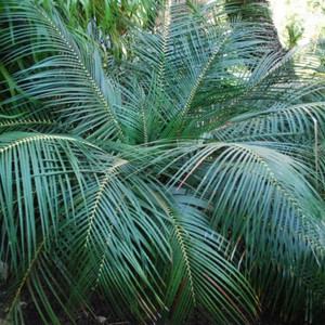 macrozamia mountperriensis 마운트페리엔시스 소철 시들링