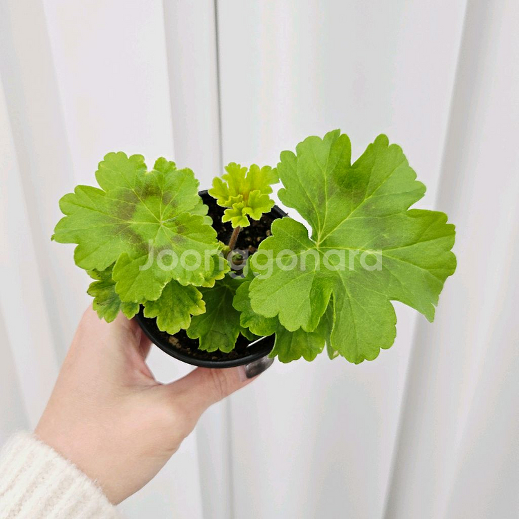 레오나갤럭시 제라늄--1