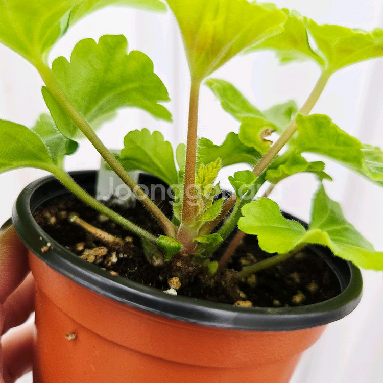 레오나갤럭시 제라늄--3