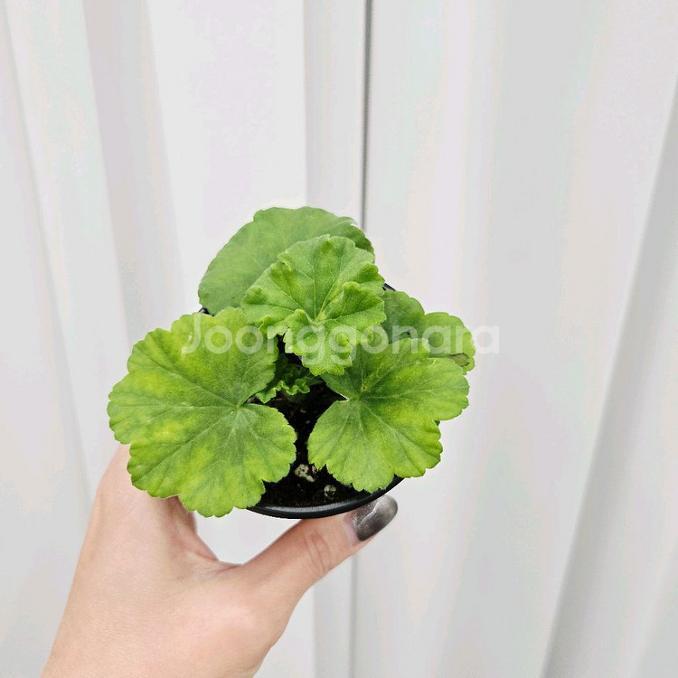 예거서스보레 제라늄--1